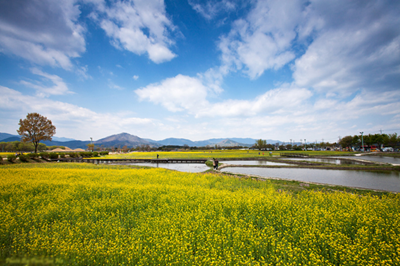 Mùa hoa cải