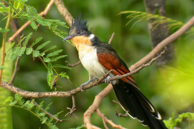 CHIM KHÁT NƯỚC 