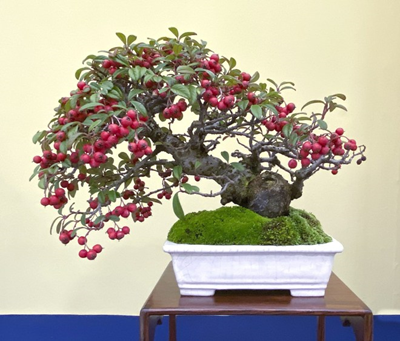 Một số tác phẩm shohin bonsai đẹp