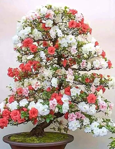 Một số tác phẩm Bonsai được yêu thích (phần 2)