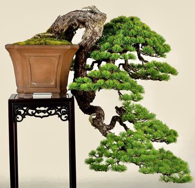 Một số tác phẩm Bonsai được yêu thích (phần 1)