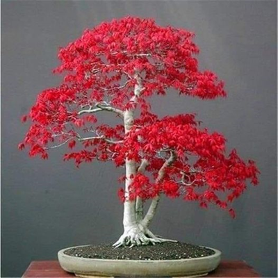 Các điểm thăm quan Bonsai ở Nhật Bản