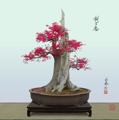 Một số tác phẩm bonsai được yêu thích (phần 3)