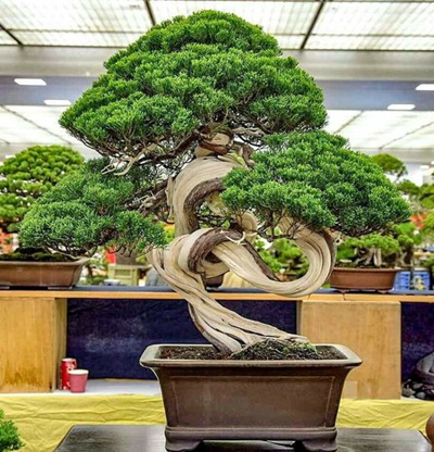 Một số tác phẩm bonsai được yêu thích (phần 4)