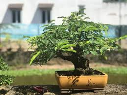 Cách trồng cây me Bonsai