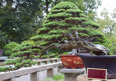 Tạo hình Bonsai từ cây Thông