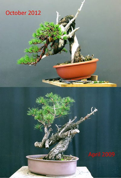 Một số hình ảnh cây bonsai trước và sau khi tạo tác