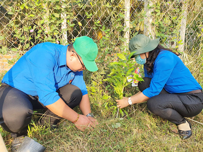 Xanh những hàng cây “thanh niên”