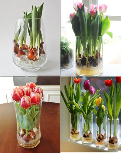 Cách trồng hoa tulip và công dụng