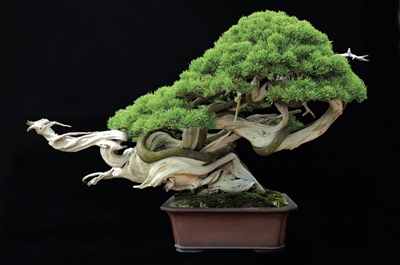 Những nét khái quát về nghệ thuật Bonsai Nhật Bản