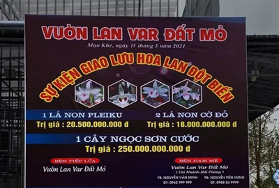 Đua nhau dốc ví mua lan đột biến tiền tỷ: 