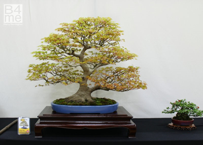 UK: Triển lãm Bonsai trực tuyến lần thứ 2