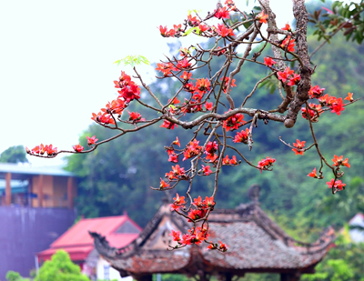 Tháng Ba mùa Hoa Gạo