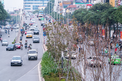 Hà Nội bỏ toàn bộ cây phong lá đỏ trên đường Nguyễn Chí Thanh