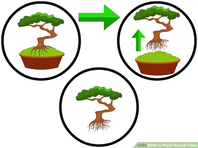 Kỹ thuật sang chậu và thay đất Kiểng Bonsai