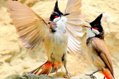 Lào Cai: Thi Chào mào hót đấu