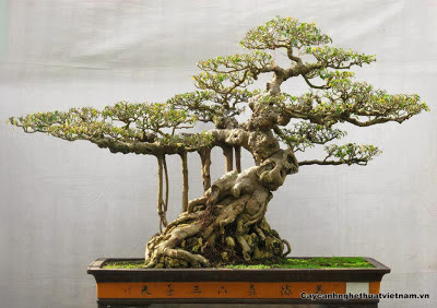 Kinh nghiệm đất trồng Bonsai trong chậu cạn