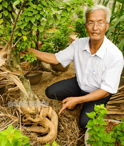 Trồng bông giấy lấy rễ bán giá cao