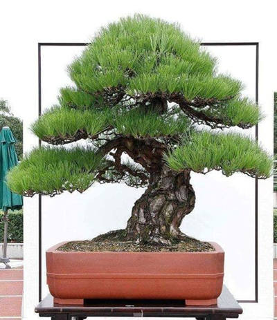 Những quy tắc trong nghệ thuật bonsai