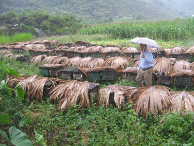 Hà Giang: Áp dụng tiến bộ kỹ thuật nâng cao chất lượng các sản phẩm OCOP