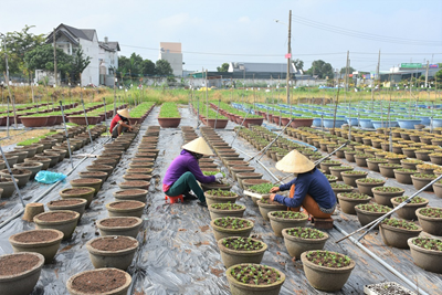 Người trồng hoa ‘đánh cược’ với thị trường