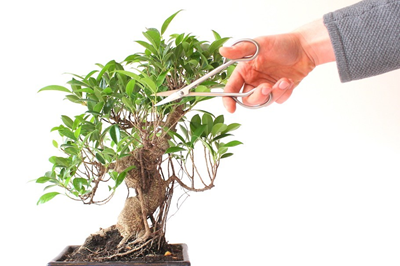 Cắt tỉa bonsai