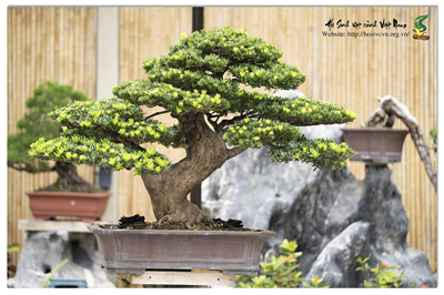 Giá trị thẩm mỹ của một tác phẩm cây cảnh nghệ thuật Bonsai