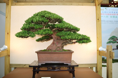 Cách tạo dáng thế cây bonsai cơ bản