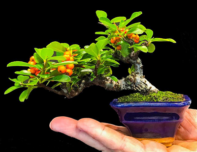 Shohin bonsai – Những kiệt tác trong lòng bàn tay