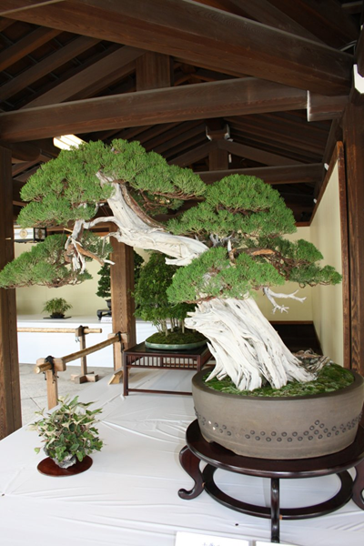 Nhật Bản: Triển lãm Bonsai & Suiseki tại đền Meiji tháng 6/2021