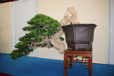 Trao đổi: Gợi ý về thẩm định tác phẩm nghệ thuật bonsai