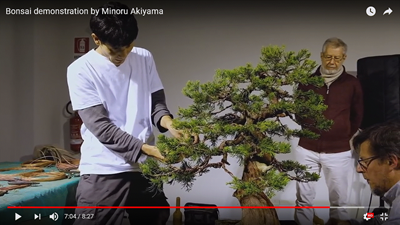 Nghệ thuật tạo hình cây cảnh (Bonsai)