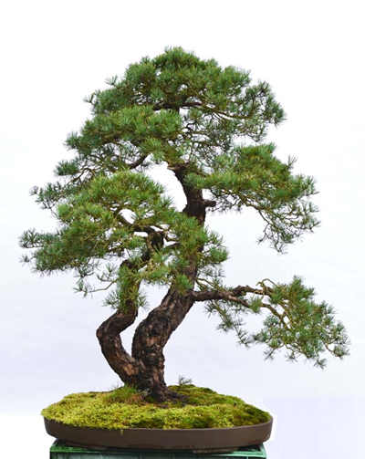 15 ý tưởng tạo hình cây Bonsai độc đáo