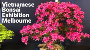 Úc: Triển lãm Bonsai và Hoa phong lan