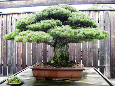 Cây bonsai Nhật Bản  gần 400 tuổi sống sót sau vụ nổ bom nguyên tử