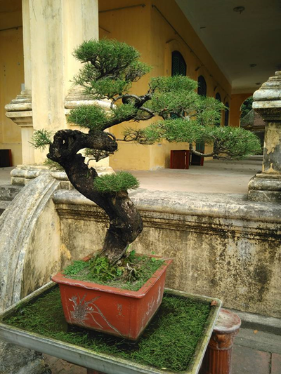 Tổng hợp kinh nghiệm làm Bonsai trên cây Dương (Phi Lao)