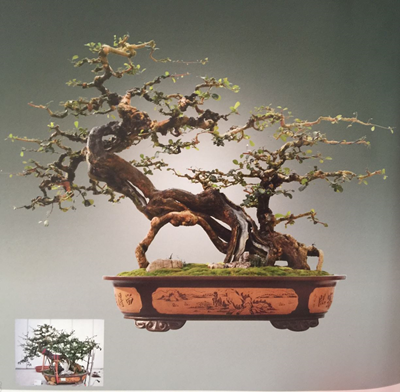 Để trở thành Nghệ nhân Bonsai Quốc gia Trung Quốc