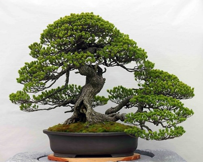 Bonsai - Cách phân loại theo kích thước