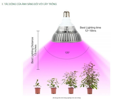 Ứng dụng đèn Led trong trồng cây hoa hồng