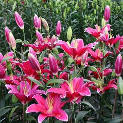 Hoa Lily (Liliumspp.)