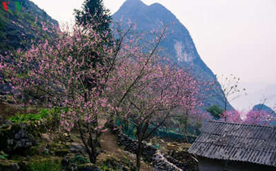 Cao nguyên đá Hà Giang - Những mùa hoa