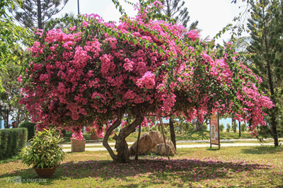 Sắc hoa phố biển