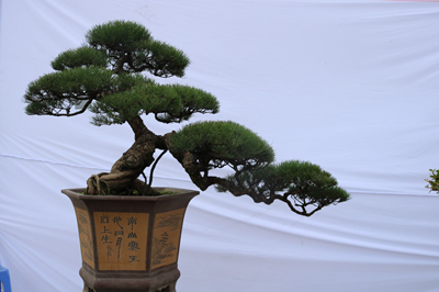 Trao đổi quan điểm về đánh giá tác phẩm Bonsai