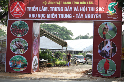 Đắk Lắk: Triển lãm, Trưng bày và Hội thi Sinh vật cảnh Khu vực miền Trung – Tây Nguyên năm 2021