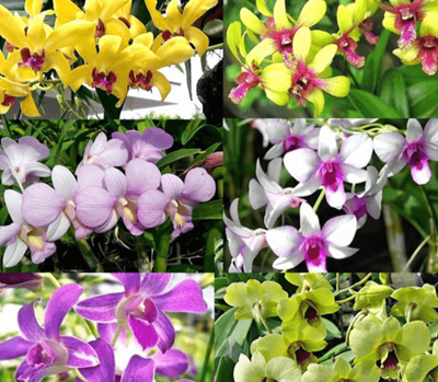 Kỹ thuật trồng lan Dendrobium