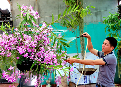 Hoa lan rừng Lai Châu nở rộ