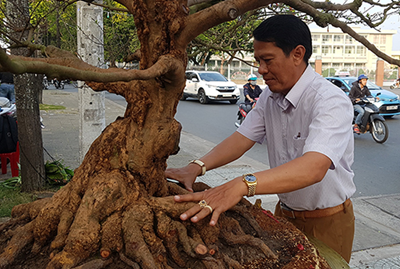 Cây Mai thế  bán giá một tỷ đồng ở miền Tây