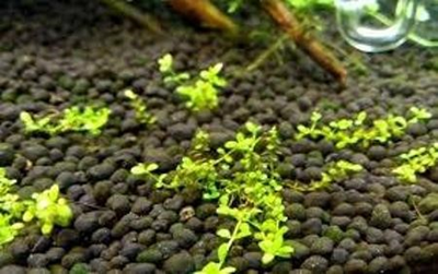 Phân bón nano humic (Humic Nanofertilizer) - Phân bón cho tương lai của cây trồng