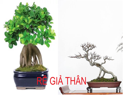 Tạo dáng Bonsai