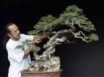 Nghệ nhân Robert Steven nói về Bonsai Việt Nam